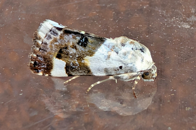Bleekschouderuil