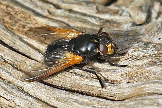 Schorsvlieg