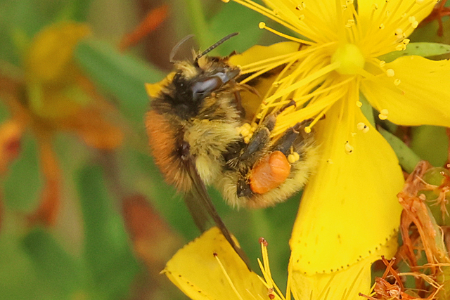 Heidehommel