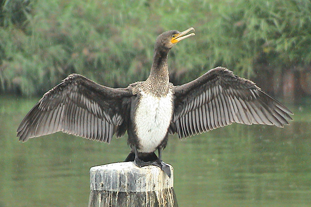 10 september 2003, Aalscholver, Hoogeveen