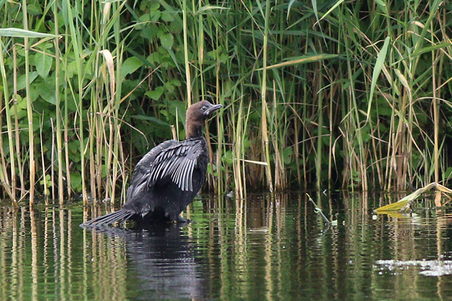 2 augustus 2021, Dwergaalscholver, 02_Utrecht