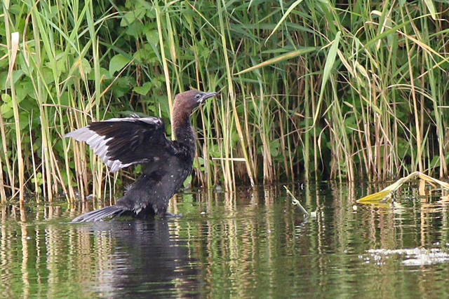 2 augustus 2021, Dwergaalscholver, 04_Utrecht