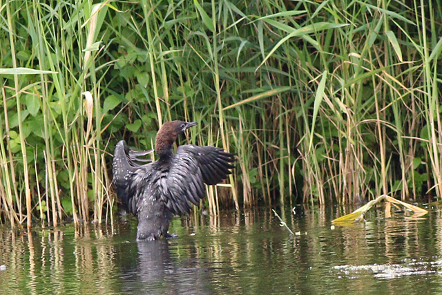 2 augustus 2021, Dwergaalscholver, 05_Utrecht