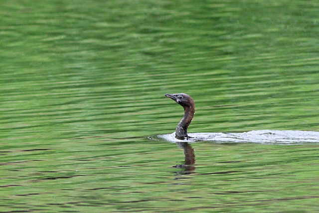 2 augustus 2021, Dwergaalscholver, 06_Utrecht