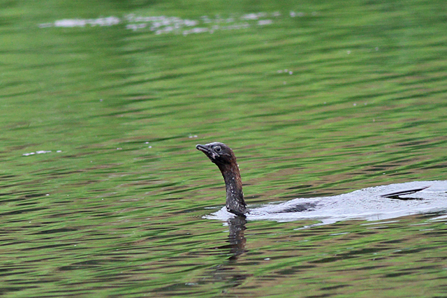 2 augustus 2021, Dwergaalscholver, 07_Utrecht