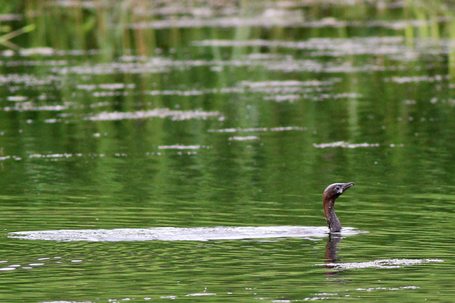 2 augustus 2021, Dwergaalscholver, 08_Utrecht