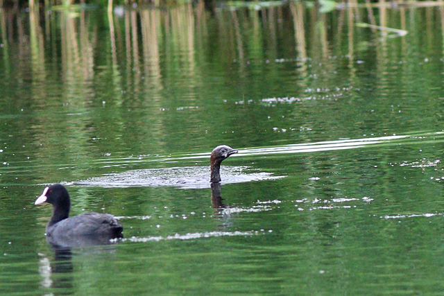 2 augustus 2021, Dwergaalscholver, 09_Utrecht