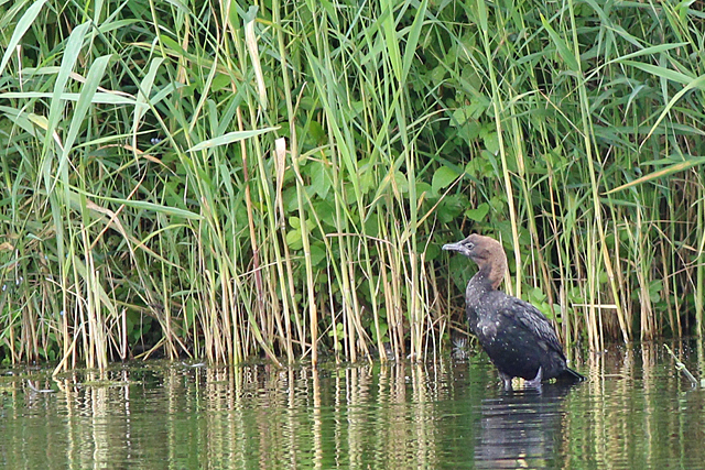 2 augustus 2021, Dwergaalscholver, 10_Utrecht