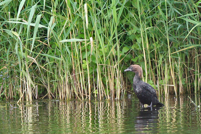 2 augustus 2021, Dwergaalscholver, 11_Utrecht