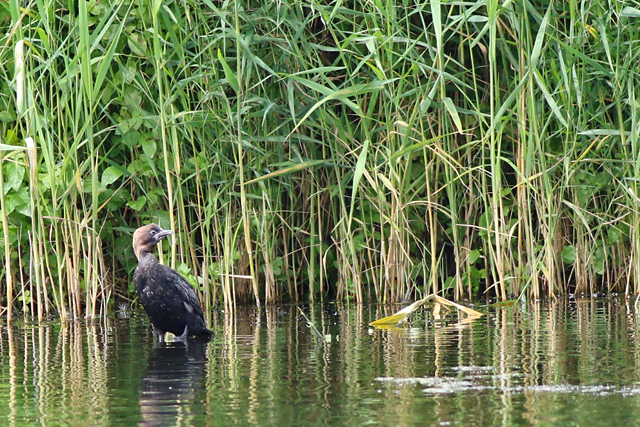 2 augustus 2021, Dwergaalscholver, 12_Utrecht