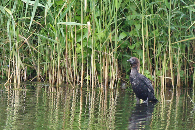 2 augustus 2021, Dwergaalscholver, 13_Utrecht