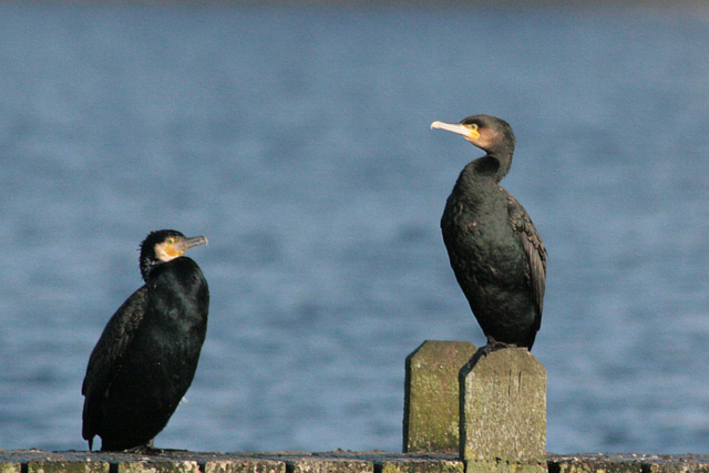 6 januari 2008, Grote Aalscholver, Hoornse Meer