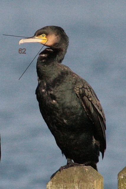 6 januari 2008, Grote Aalscholver, Hoornse Meer_GP