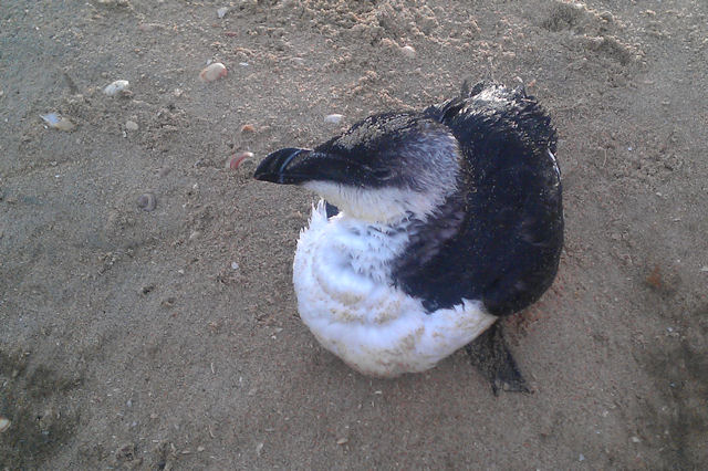 6 januari 2012, Alk, Scheveningen