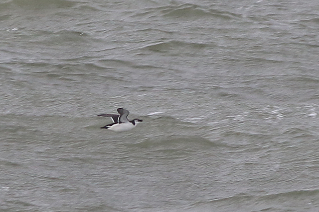 22 oktober 2021, Alk, Den Helder