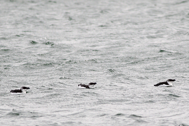 7 oktober 2023, Alk, 01_Texel