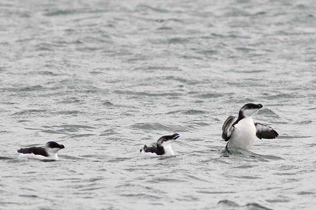7 oktober 2023, Alk, 02_Texel