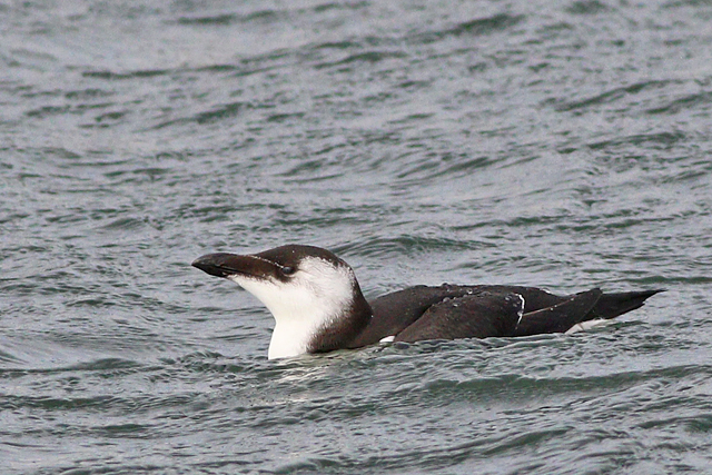 7 oktober 2023, Alk, 03_Texel