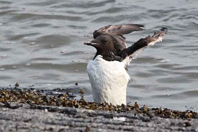 29 juli 2012, Kortbekzeekoet, Lauwersoog_2