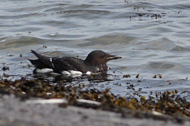 29 juli 2012, Kortbekzeekoet, Lauwersoog_3