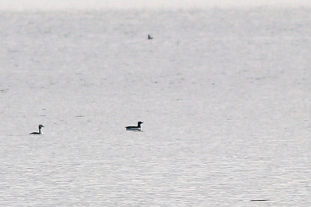 23 januari 2021, Kortbekzeekoet, Veerse Meer