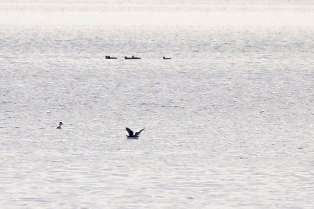 23 januari 2021, Kortbekzeekoet, Veerse Meer_02