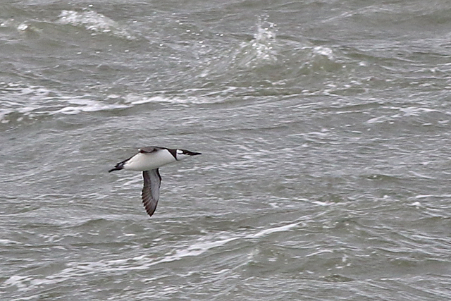22 oktober 2021, Zeekoet, Den Helder