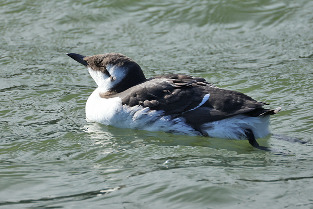 26 september 2025, Zeekoet, Lauwersoog