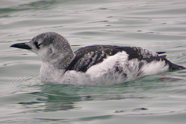 28 januari 2005, Zwarte Zeekoet, Terschelling_09