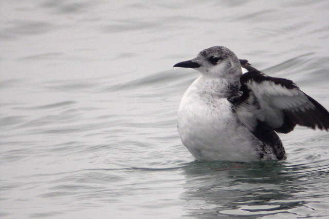 28 januari 2005, Zwarte Zeekoet, West Terschelling_1