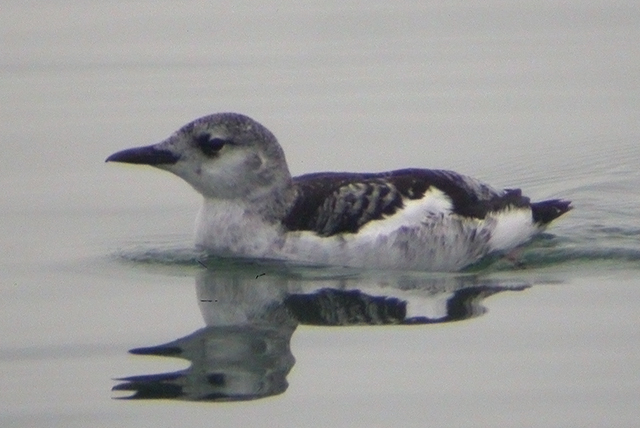 28 januari 2005, Zwarte Zeekoet, West Terschelling_2