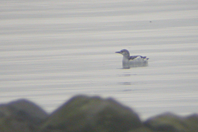 28 januari 2005, Zwarte Zeekoet, West Terschelling_3