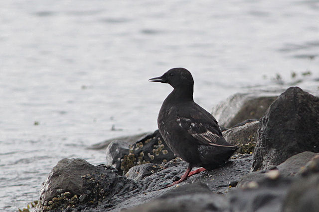 16 juni 2012, Zwarte, Zeekoet_Texel