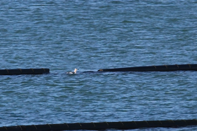 2 januari 2016, Zwarte Zeekoet, Oosterscheldekering