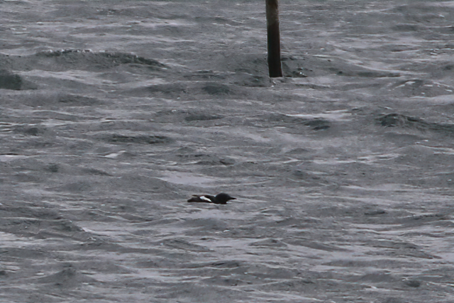 7 mei 2021, Zwarte Zeekoet, Texel