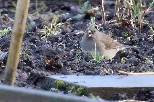 2 februari 2015, Grijze Junco, Groningen