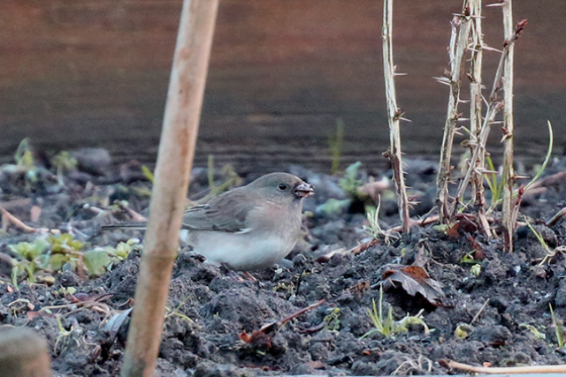2 februari 2015, Grijze Junco, Groningen_3