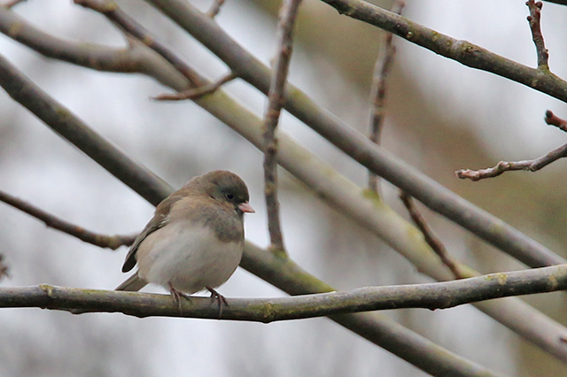15 februari 2015, Grijze Junco, Groningen