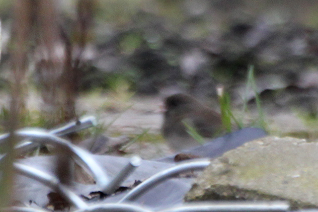 15 februari 2015, Grijze Junco, Groningen_Frank