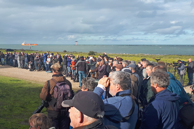28 oktober 2019, Vogelaars in gespannen afwachting van Witkeelgors, Maasvlakte