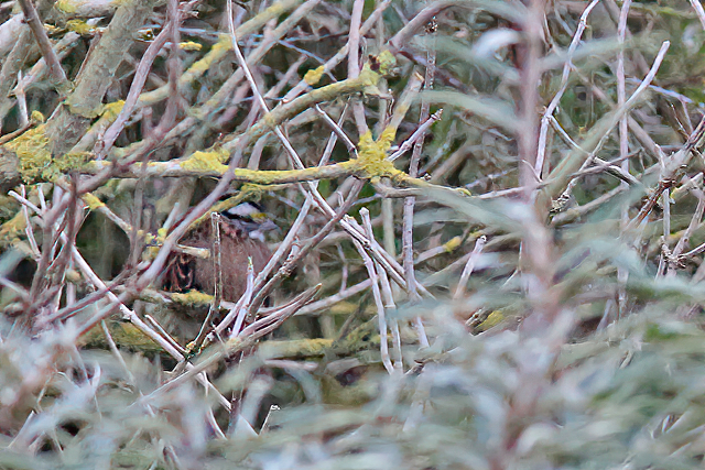 28 oktober 2019, Witkeelgors, Maasvlakte_01 (1)