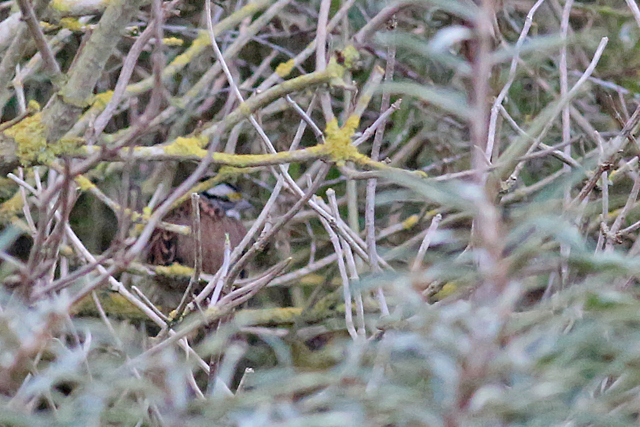 28 oktober 2019, Witkeelgors, Maasvlakte_01