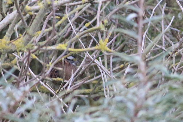 28 oktober 2019, Witkeelgors, Maasvlakte_02