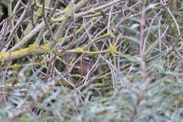 28 oktober 2019, Witkeelgors, Maasvlakte_03