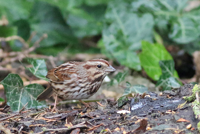 21 februari 2022, Zanggors, 01_Prosperdorp