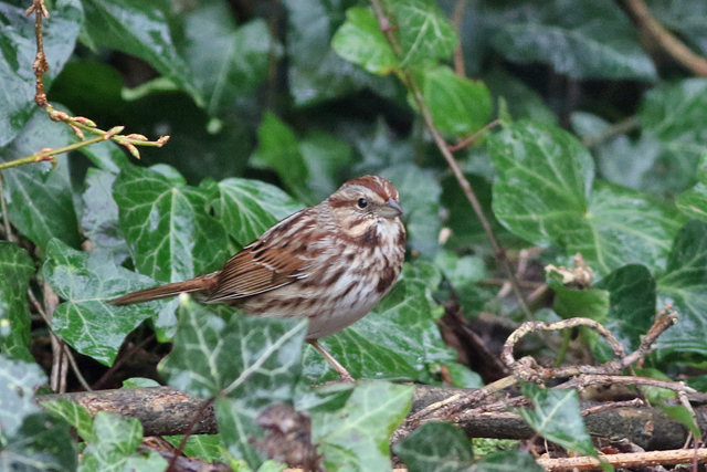 21 februari 2022, Zanggors, 03_Prosperdorp