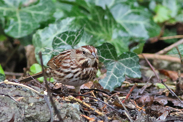 21 februari 2022, Zanggors, 04_Prosperdorp