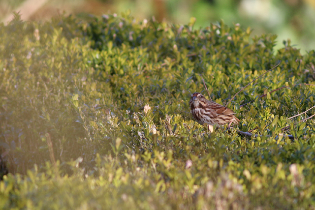 21 februari 2022, Zanggors, 07_Prosperdorp
