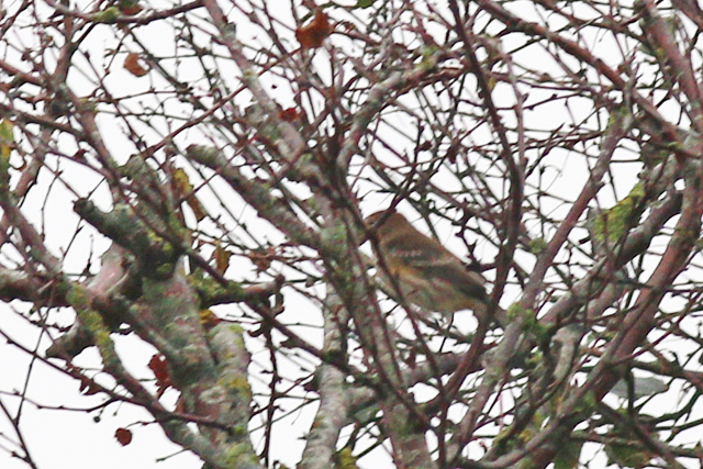 13 oktober 2019, Mirtezanger, Schiermonnikoog_02