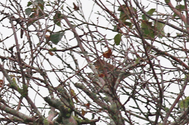 13 oktober 2019, Mirtezanger, Schiermonnikoog_03